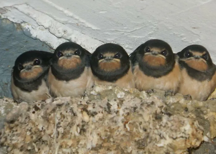 Hotel-garni Goldenes Kreuz