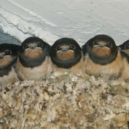 Hotel-garni Goldenes Kreuz